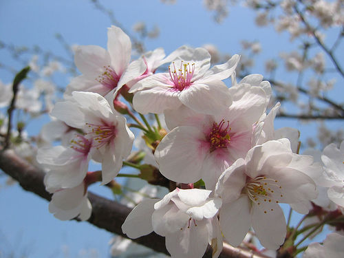 Cherry Blossoms 